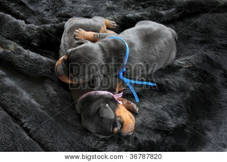 De Lille Pinscher-hvalpe