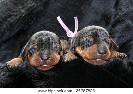 Lille Pinscher hvalpe