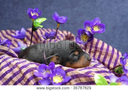 Lille Pinscher hvalp