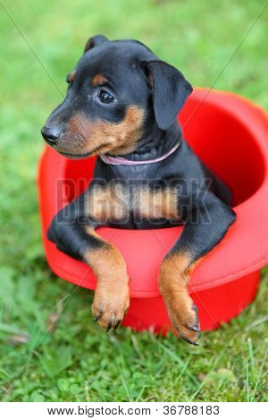 Den lille Pinscher hvalp