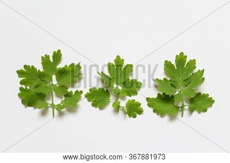 Flat Lay With Three Forest Plant Leaves With Complex Rounded Shape On White Background.