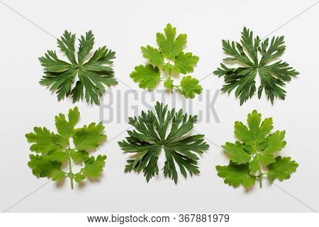 Flat Lay With Six Complex Shape Textured Forest Plant Leaves On White Background.