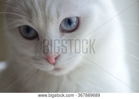 White Scottish fold cat with blue eyes in natural light