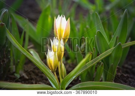 Tulip Tarda Dasystemon Flowers Growing In Garden