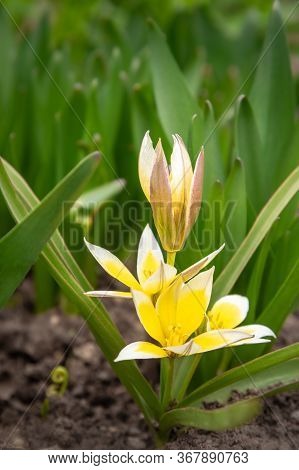 Tulip Tarda Dasystemon Flowers Growing In Garden