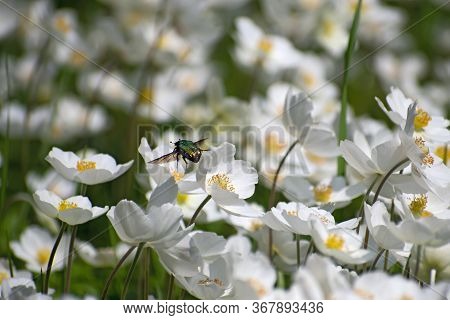 Flying Bright Green May Bug With Spred His Wings Over Beautiful White Anemone Flowers On Blurred Flo
