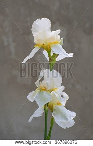 Two White  Iris Flowers With Spider Web On Blurred Gray  Wall Background. Spring Or Summer Time