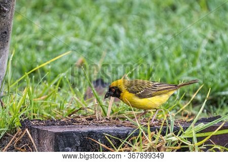A Male Southern Masked Weaver, Placeus Velatus, Foraging For Food