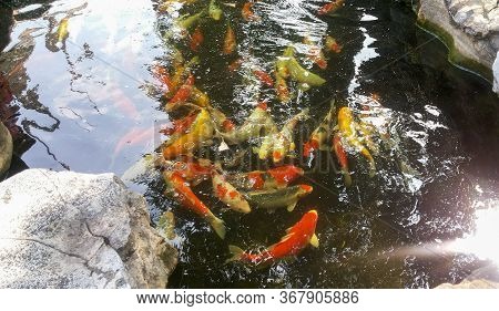 Orange And White Carp Pond And Rflections In The Water