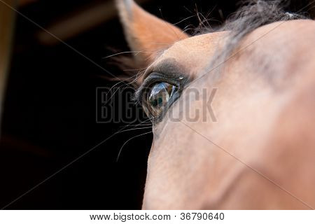 Vänliga bruna Lusitano horse
