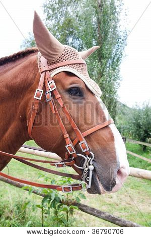 Brun Lusitano Horse