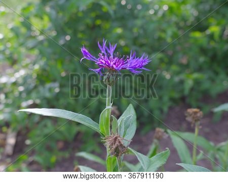 Closeup Of A Blue Cornflower, Growing In A Garden, Spring. A Blossom With Attractive Outermost Ray F
