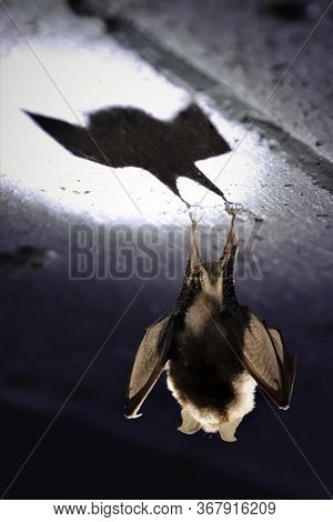 Rear View Of Lesser Horseshoe Bat Hanging Upside Down From Ceiling