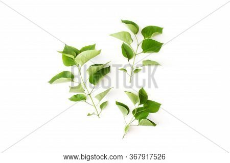 Branches With Green Leaves Of Lilac Flat Lay Isolated On White Background Top View With Copy Space. 