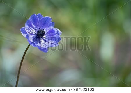 Beautiful Lonely Violet Anemone Flower On Blurred  Green Background With Copy Space