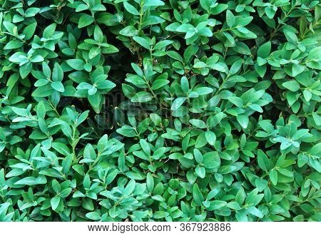 Buxus sempervirens common box European boxwood foliage leaves shrub