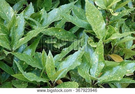 Aucuba japonica spotted laurel Japanese shrub foliage