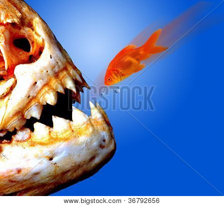 Piranha versus Goldfish.