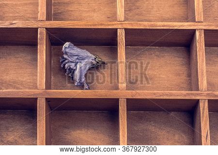 Dried Flower Put In A Wooden Box Division