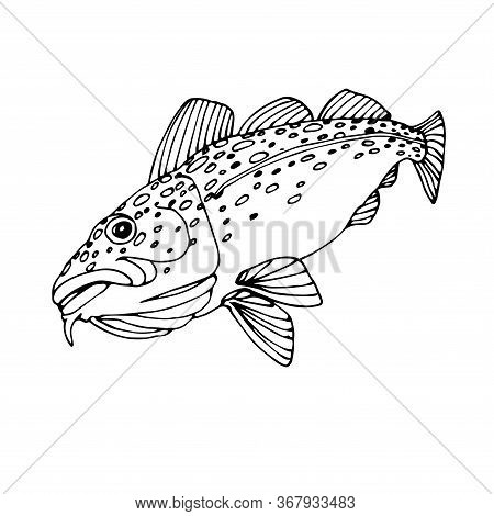 Atlantic Spotted Cod, Commercial Fish, Sea Predator, Delicious Food, Vector Illustration With Black 