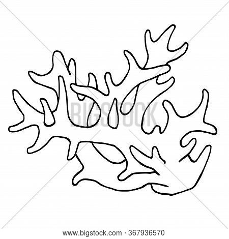 Branch Of Marine Horned Coral, Souvenir Or Aquarium Element, Vector Illustration With Black Contour 