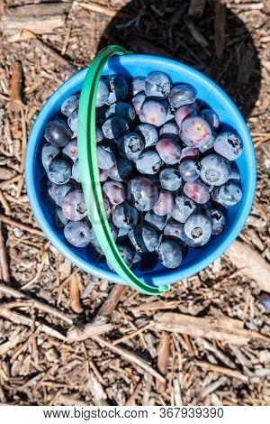 Bucket Filled With Freshly Picked Blueberries At A U-pick Blueberry Farm