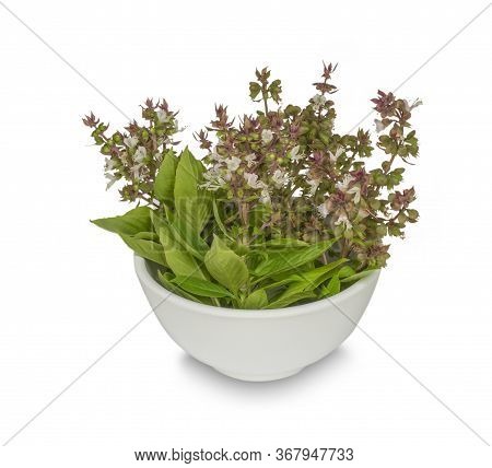 Sweet Basil Flowers (ocimum Basilicum Linn) Isolated On White Background. Basil Tree Is A Thai Herb 