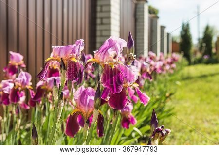 Iris. A Plant With Impressive Flowers, Garden Decoration.  Iris Germanica Is The Name For A Species 