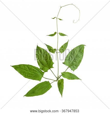 Herbs, Fresh Green Laurel Clock Vine (thunbergia Laurifolia) Leaves Isolated On White Background. Th