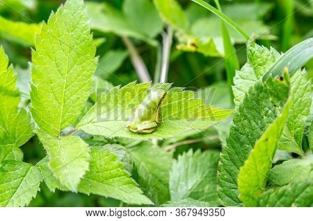 A Green European Tree Frog Hyla Arborea Hylidae Sits On The Green Leaves Of A Bush With Its Back To 