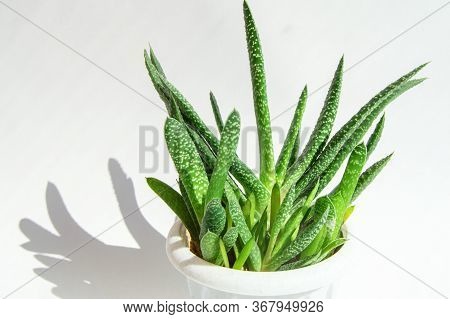 An Aloe Vera Flower In A White Pot And A Hard Shadow On A White Background. Concept Of Growing Succu