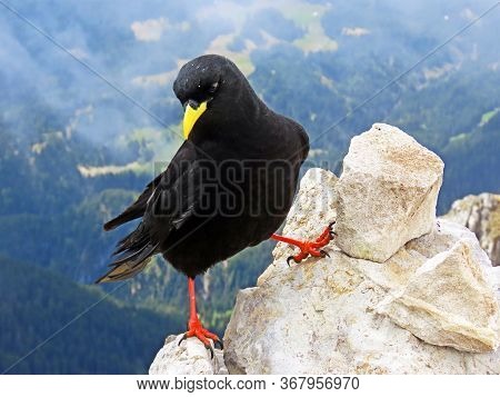 The Alpine Chough (pyrrhocorax Graculus), Yellow-billed Chough, Die Alpendohle Or Zutokljuna Galica 