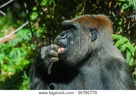 Gorilla likken haar vinger