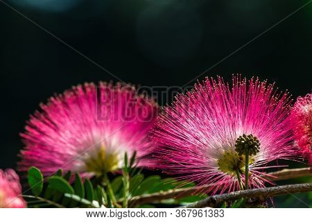 Beautiful Raintree Flower (samanea Saman (jacg.) Merr. ) At Thai Flower Garden