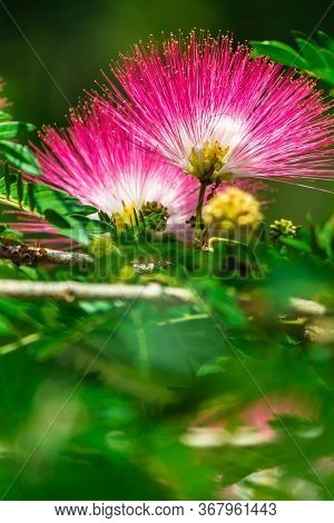 Beautiful Raintree Flower (samanea Saman (jacg.) Merr. ) At Thai Flower Garden