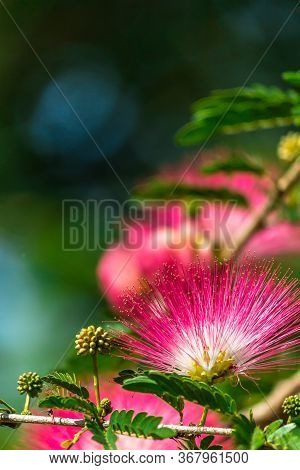 Beautiful Raintree Flower (samanea Saman (jacg.) Merr. ) At Thai Flower Garden