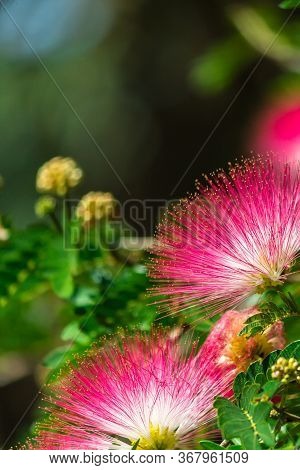 Beautiful Raintree Flower (samanea Saman (jacg.) Merr. ) At Thai Flower Garden
