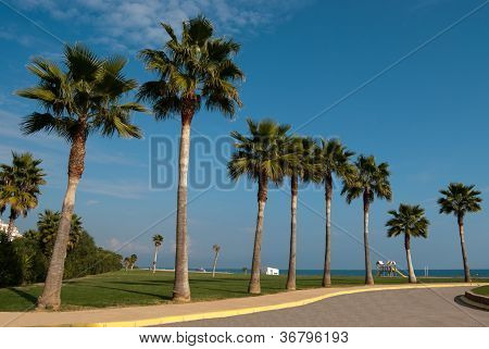 Palmiers sur la route de la plage
