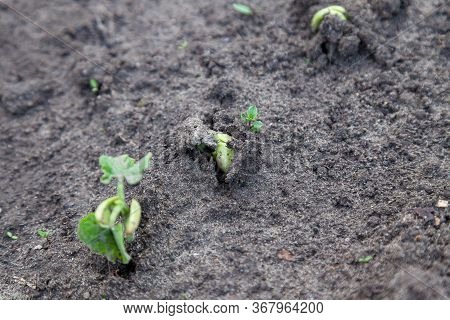 Young Sprouts Of Cucumbers Breaking Through The Green Earth On An Elastic Juicy Stalk Close-up On A 