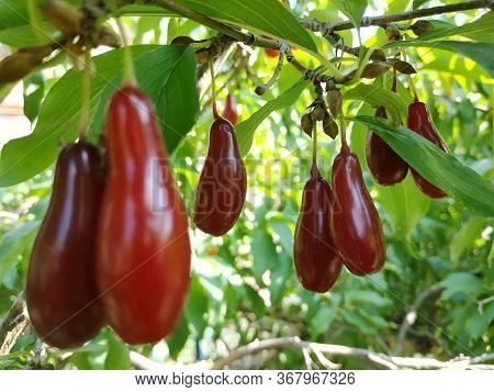 Ripe Red Cornelian Cherries Called Also Cornel Or Dogwood On The Branch. Dogwood Berries Are Hanging