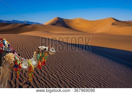 Magnificent one-humped camel - Dromedar. The camel is beautifully decorated for tourists to have fun and take pictures. Magical desert morning. The sand lies in light waves