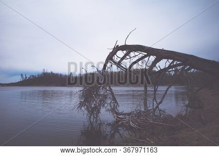 A Fallen Tree Extends Over A Lake In The Afternoon