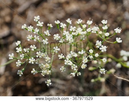 Pimpinella Saxifraga. White Flowers Close-up In The Steppe.