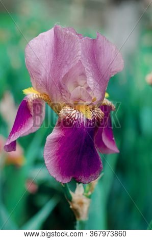 Beautiful Violet Fleur De-lis Flower, Iris Blooming In The Garden. Spring Season Flowers