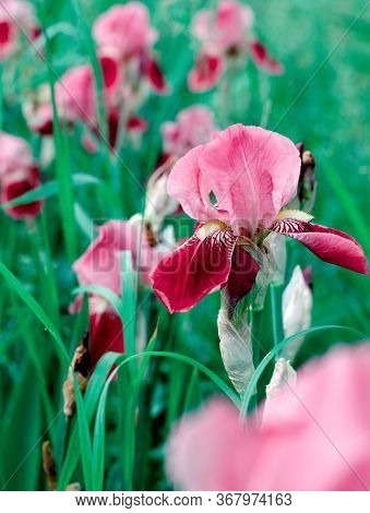 Beautiful Violet Fleur De-lis Flower, Iris Blooming In The Garden. Spring Season Flowers