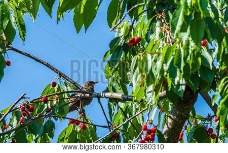 The Young Starling Eat The Harvest Of Sweet Cherry. Agricultural Pest.