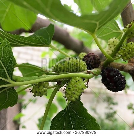 Black And Red And Green Mulberry On A Tree Branch. Fresh Mulberry On A Mulberry Tree.