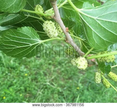 Black And Red And Green Mulberry On A Tree Branch. Fresh Mulberry On A Mulberry Tree.