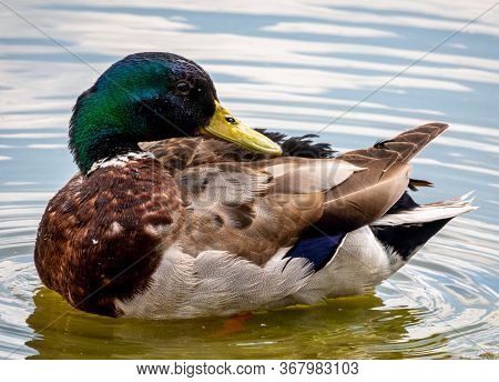 Mallard Duck Male, River Bird Specie Anas Platyrhynchos
