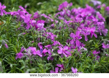 Lilac Phlox Subulata (creeping Phlox) - Creeping Plant With Small Pink Flowers To Decorate Flower Be